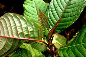 Kratom, Antara Polemik dan Harapan